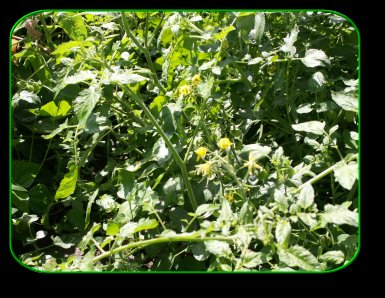 FREE Nitrogen - Tomatoe Plants